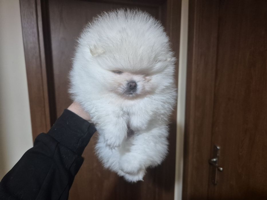 Померан бяло момче