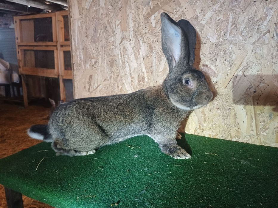 Iepuroi Iepuri Mascul Uriaș German