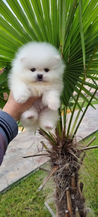 Померан мини померанче