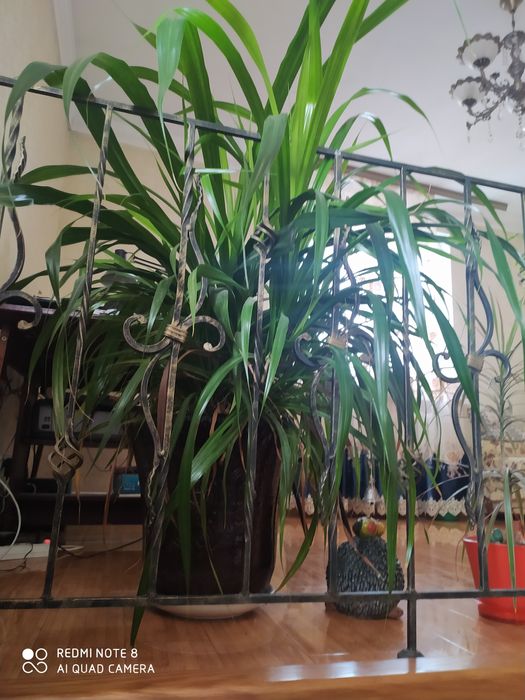 Комнатные цветы.