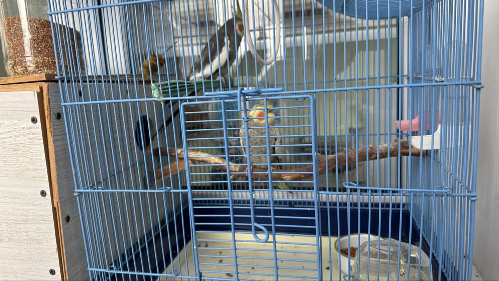 Продам попугай породы Корелла