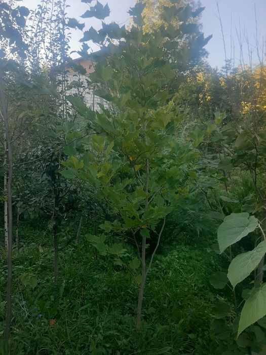 Vindem mesteacăn tei platan stejar frasin paltin etc