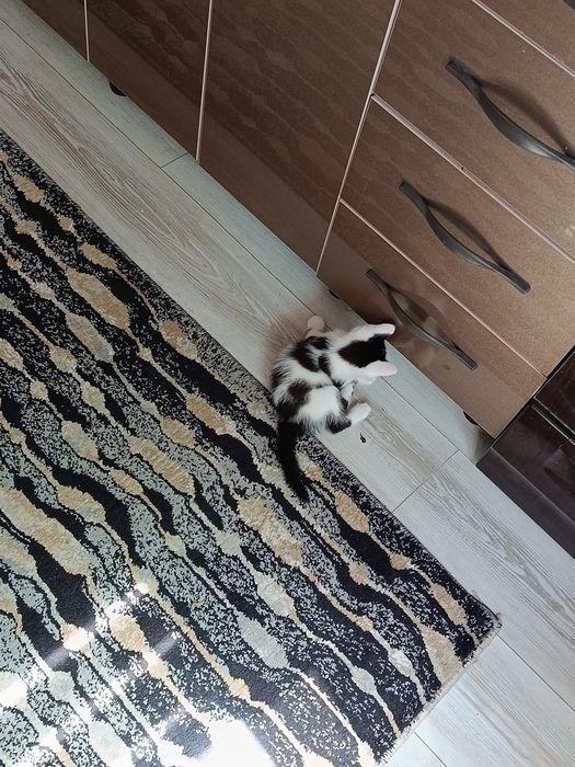 Котята отдам в хорошие руки