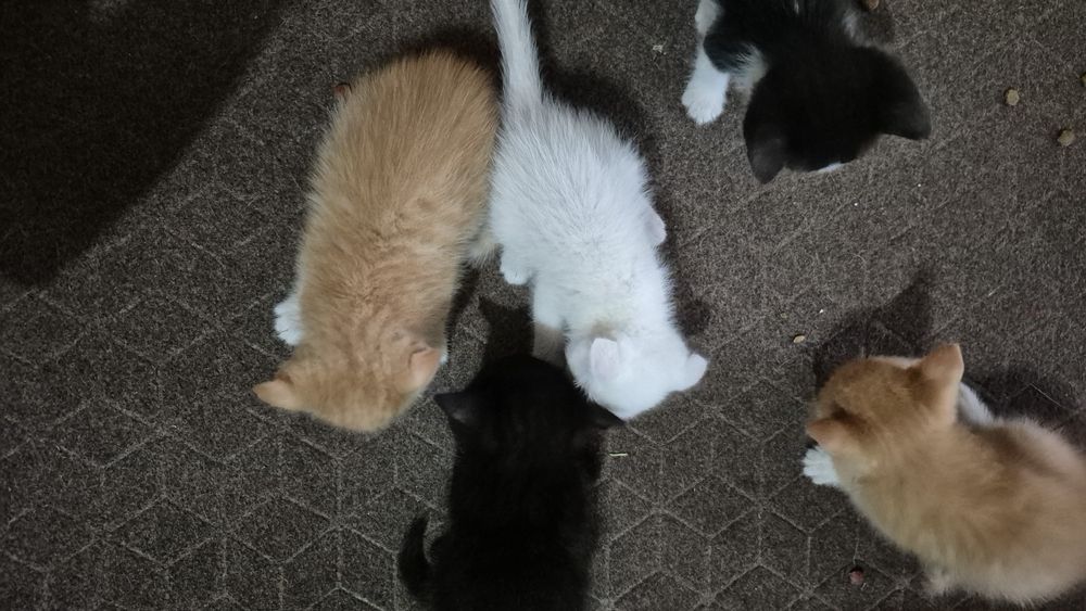 Отдам котят в добрые руки