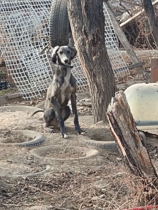 Тазы кушык сатылады