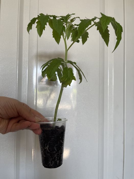 Рассада помидор.