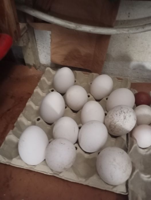 vând ouă de gâscă metis Toulouse