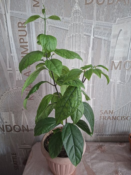 Продам комнатные цветы