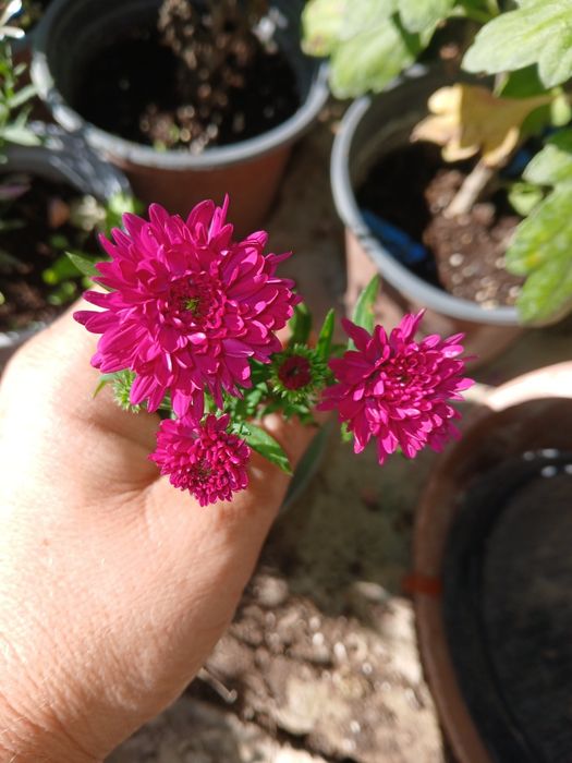 Aster la ghivece de vanzare