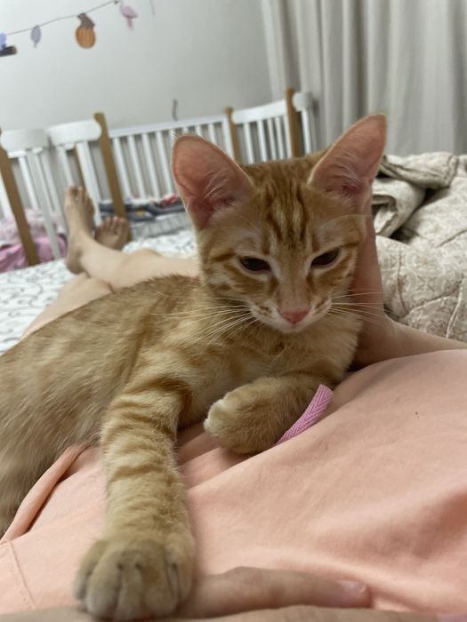 котенок домашнийй 7 месяцев