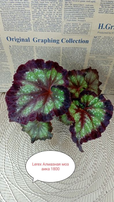 Продам Бегонии декоративнолиственные