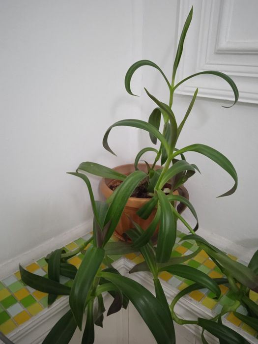 Комнатный Цветок ,, Рео "