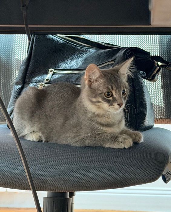 Котенок, девочка