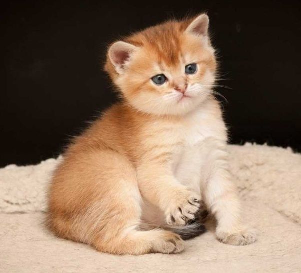 Золотые Шиншиллы Лисички