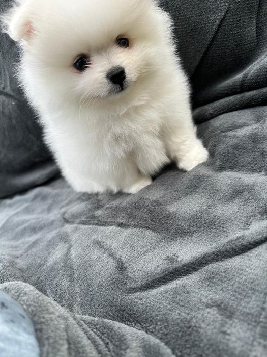 Pomeranian mini spitz