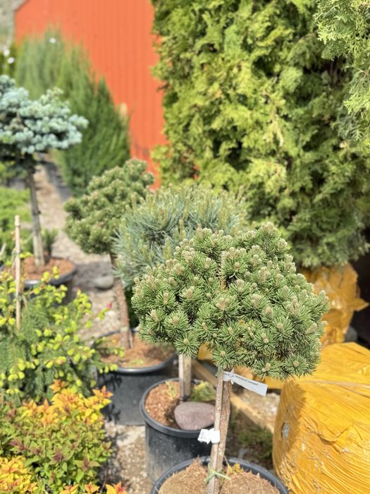 Декоративты елкалар