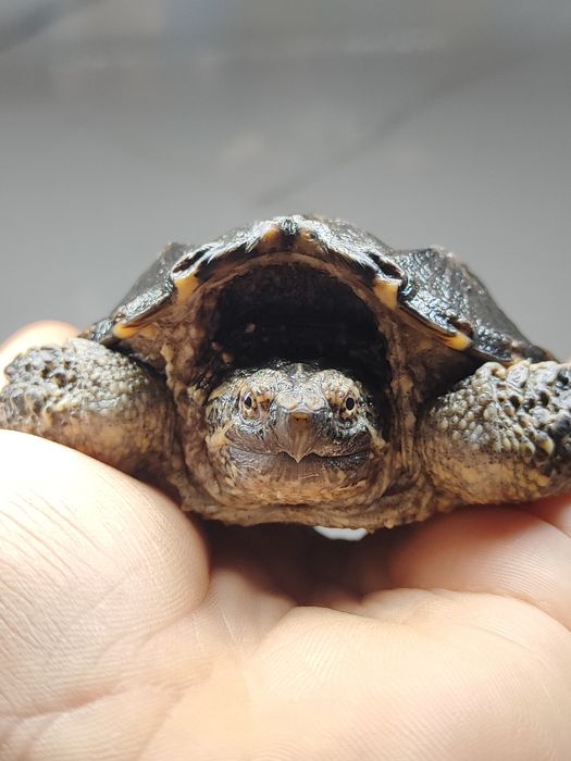 Каймановая черепаха