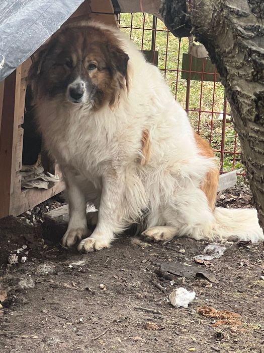 Подарявам чистокръвна каракачанка на 4 години