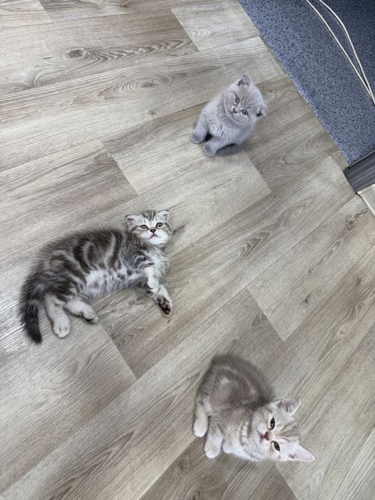 Продам шикарных котят