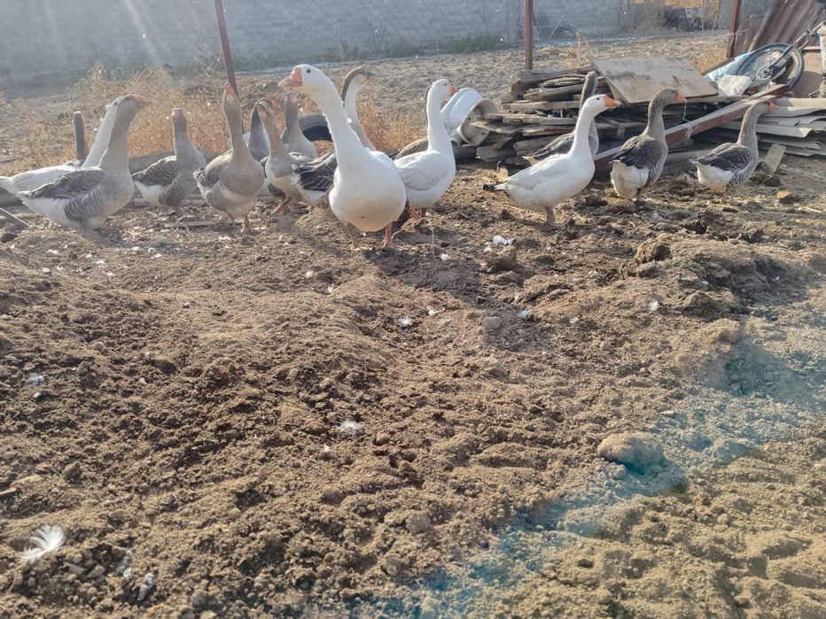Продаю гусей 16 штук
