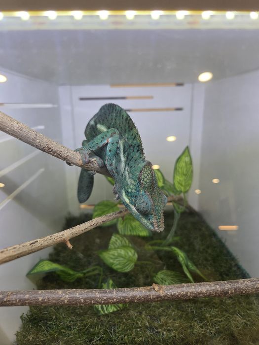 Furcifer pardalis cameleon