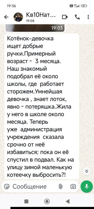 Котенок девочка в добрые руки!