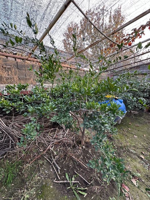 Деревья лимона 9 летние