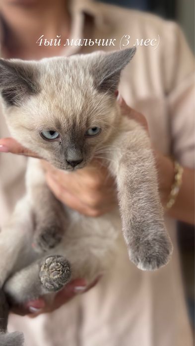 Отдаем котят бесплатно, 3 месяца