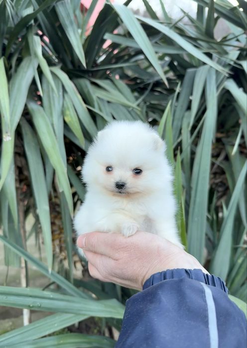 Померан мини момче. Померанче