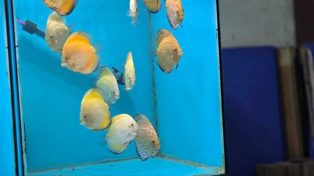 Аквариумные рыбки дискус