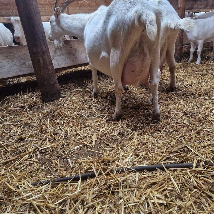 Capre saanen cu pedigree!