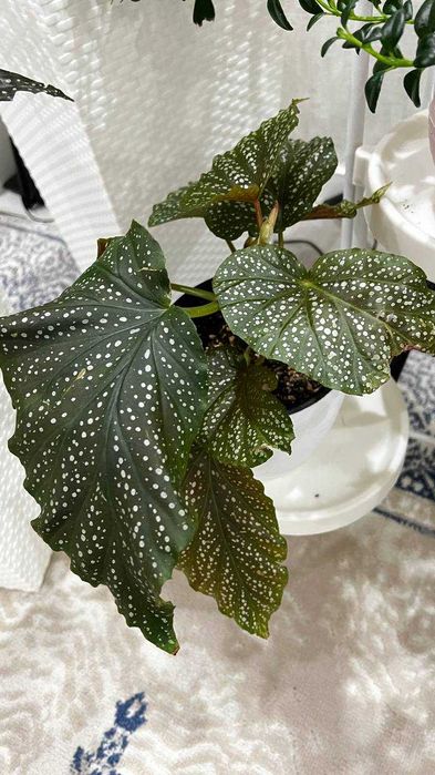 Бегонии продам - здоровые