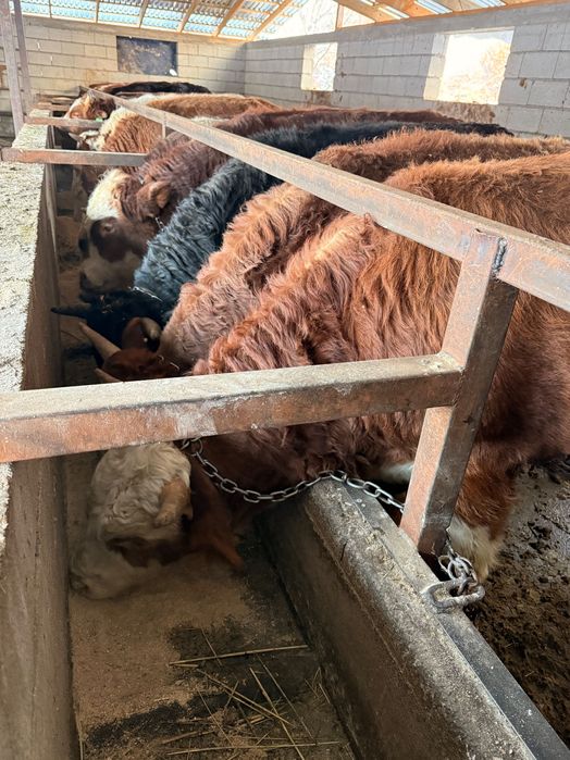 Продам Бычков 1,5годовалых