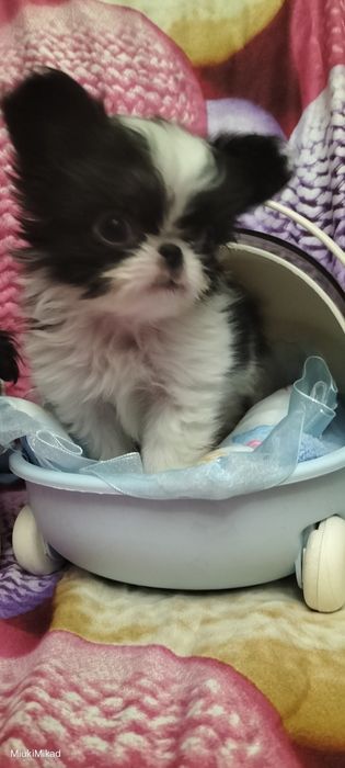 Щенки японского хина