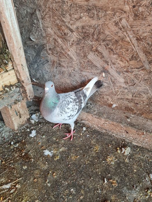 Vând porumbei voiajori diverse culori