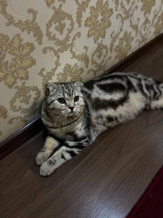 Skotish fold asl nasab