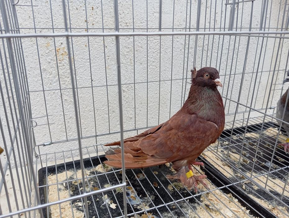 Продаются голуби