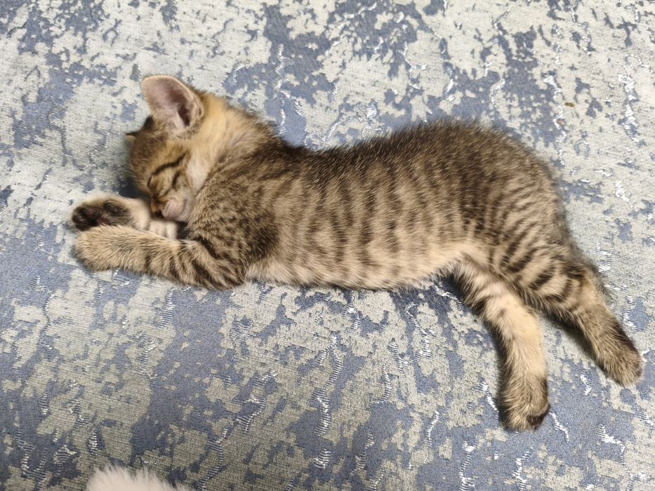 маленький котенок