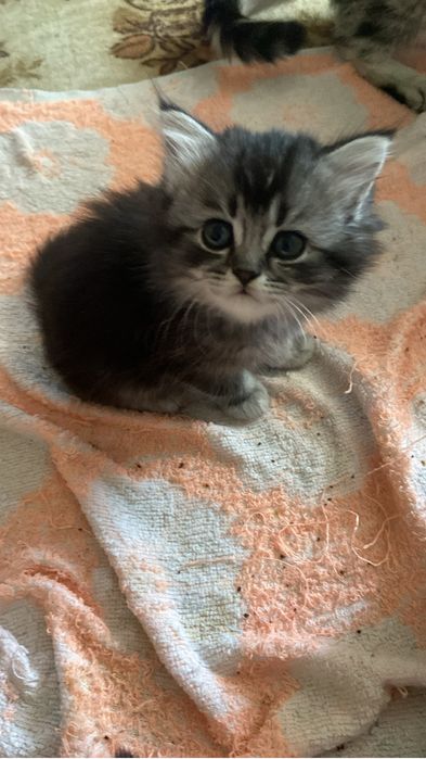 Котята британцы. Продажа