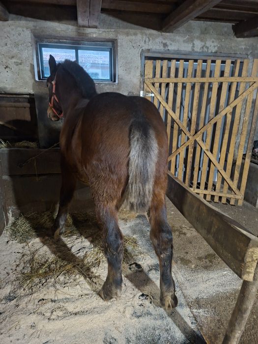 Schimb iapa montata si vand manz de 7 luni