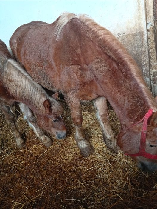 Iapa de 5 Ani  cu manz de 1 an