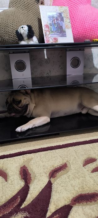 Макс ищет невесту