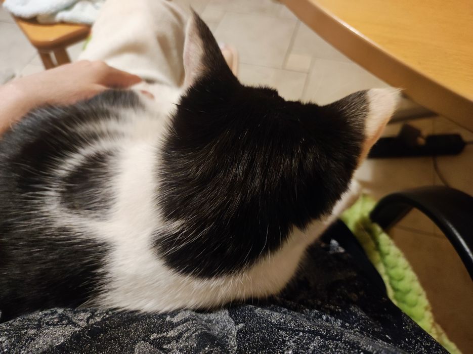 Кошка в добрые руки