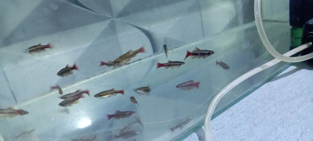 Аквариуме  рыбки