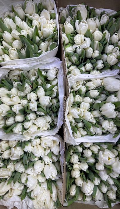 Огромные тюльпаны 300шт продам по 500