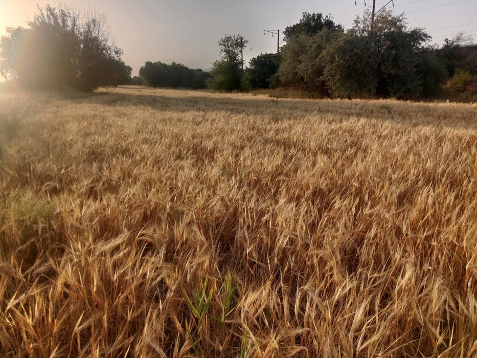 Продаем  семена  ячмень сорт Байшешек