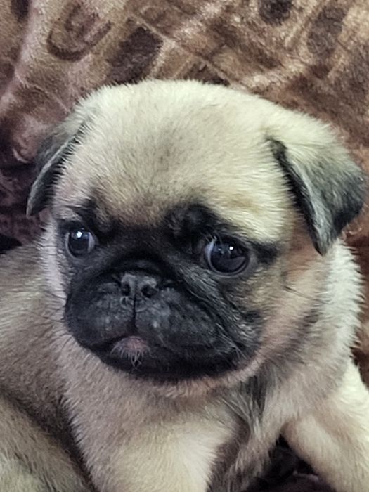 Продаются щенки мопса