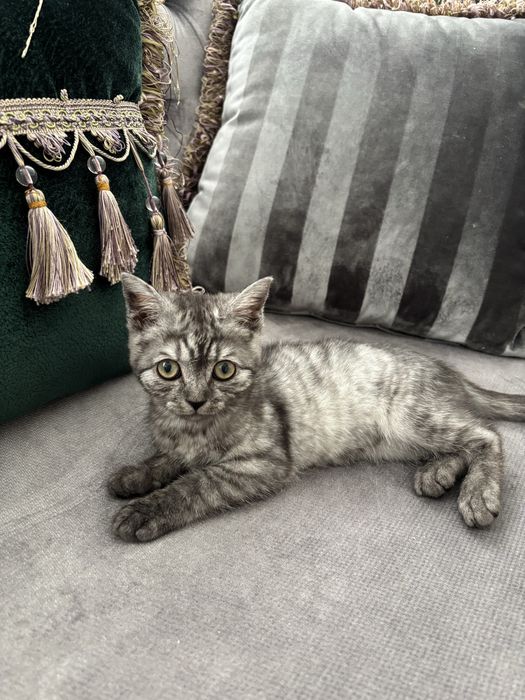 Котенок шотландец мальчик