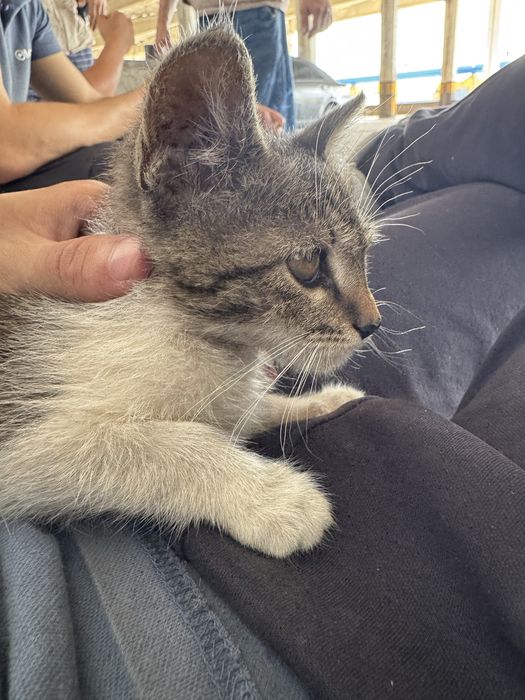 котёнка в добрые руки