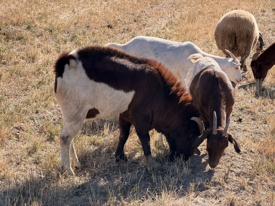 Capre boer si sannen